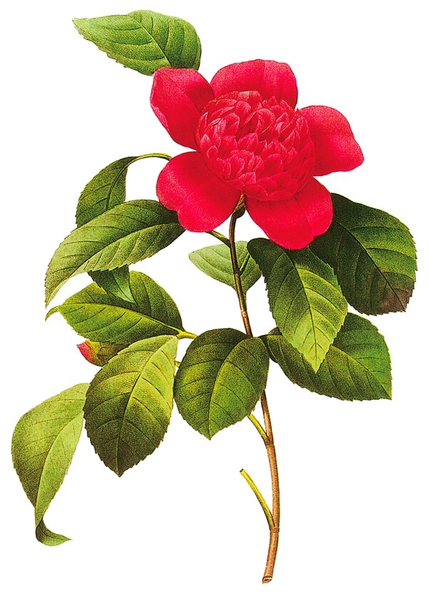 復(fù)古花手繪花水彩花