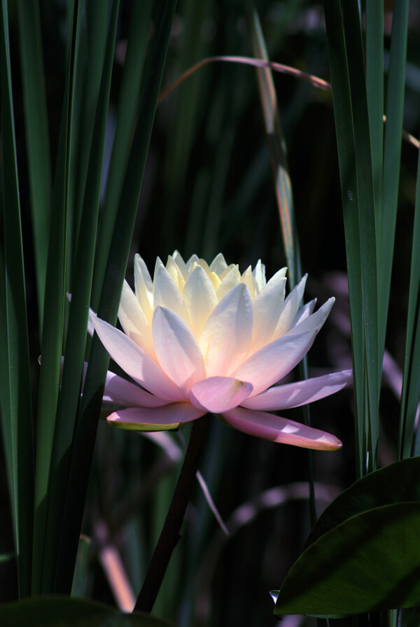 蓮花圖片