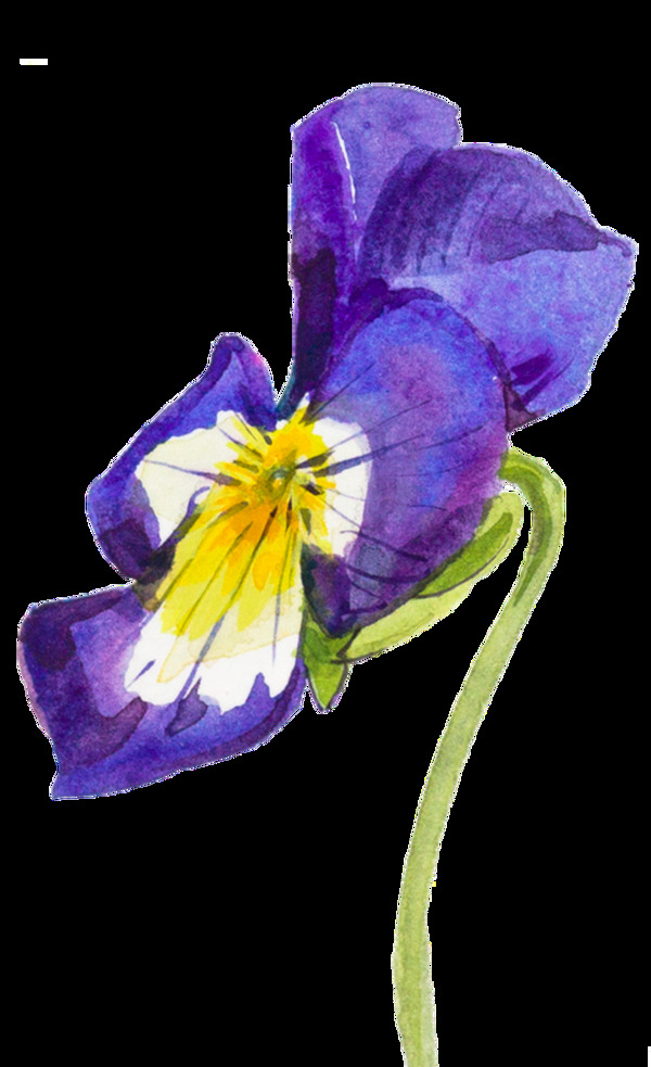 紫色手绘花朵水彩透明素材