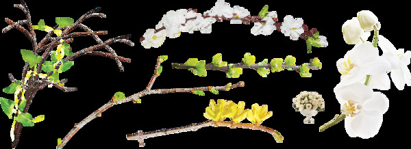 树枝花卉装饰卡片元素透明素材