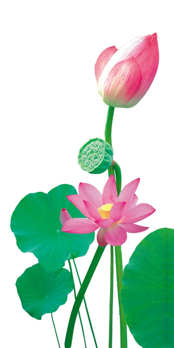 芙蓉荷花圖片