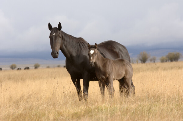 草原上的马匹母子图片