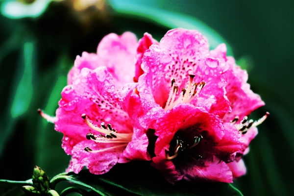 雨后杜鵑花