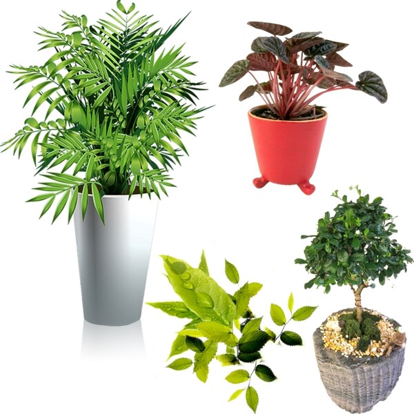 室內(nèi)植物圖片