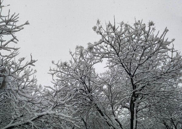 雪景大雪壓樹
