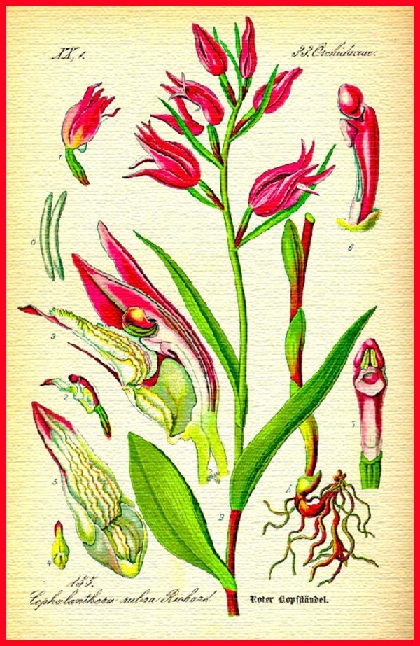 花朵手绘植物图片