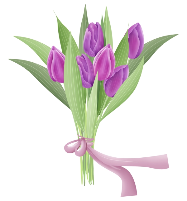 紫色郁金香图片