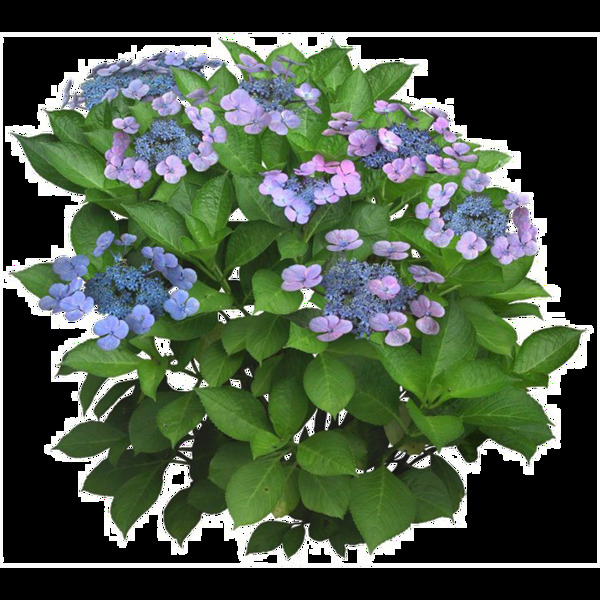 茂盛紫色花朵png元素素材