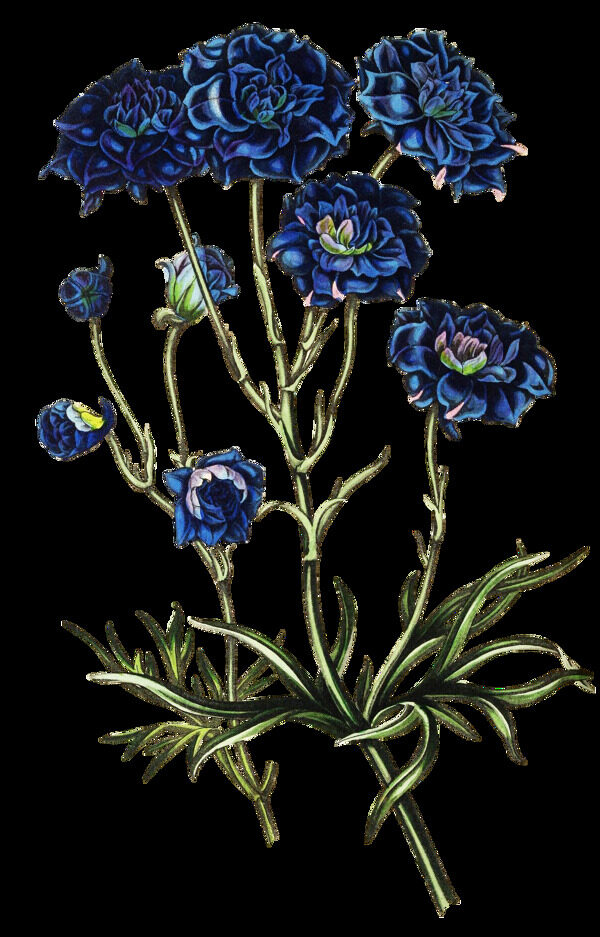 鎮(zhèn)藍花束卡通透明素材