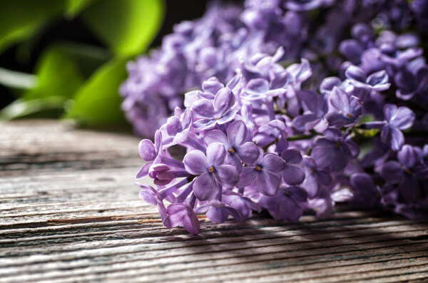 紫色花卉摄影图片