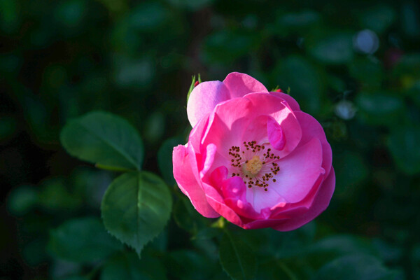 薔薇