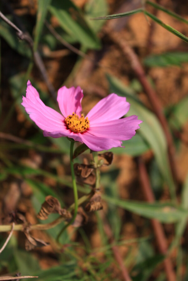 風(fēng)中的格?；?>
                </a>
                <a href=