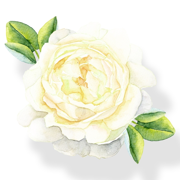 手绘高贵的水彩花卉png透明素材