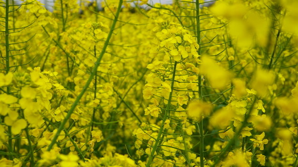油菜花