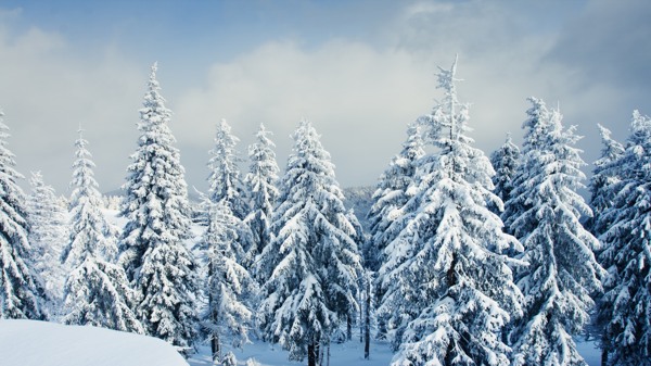 雪景图片素材雪松图片素材8k图