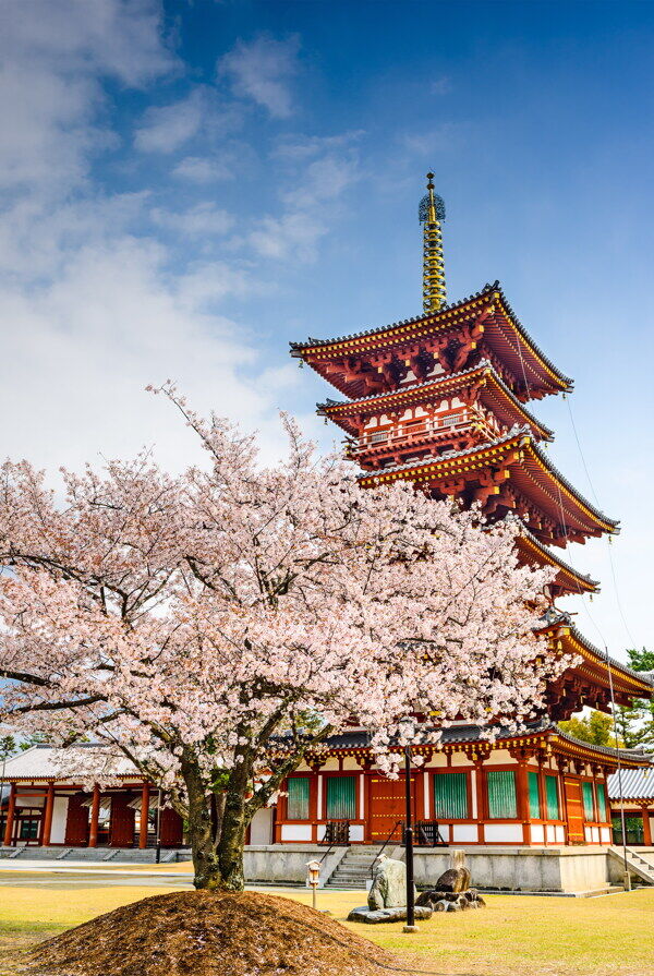 日本建筑樱花风景图片