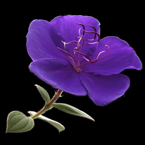位圖植物攝影寫實(shí)花卉花朵數(shù)碼照片免費(fèi)素材