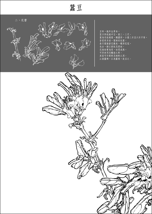矢量白描蠶豆