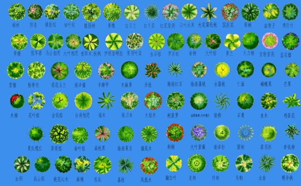 植物总平面素材图片