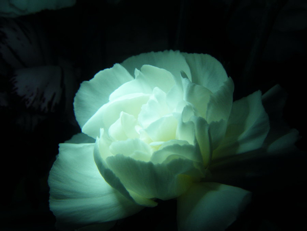 位圖植物攝影寫實(shí)花卉花朵數(shù)碼照片免費(fèi)素材