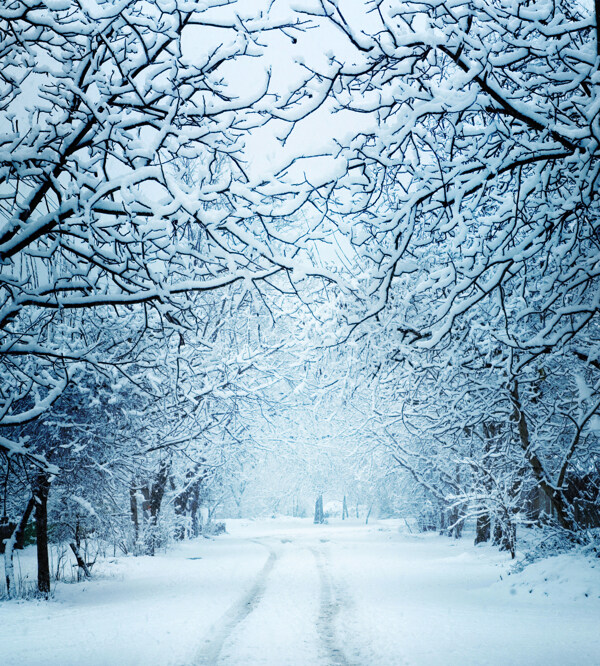 冬天树木公路风景图片