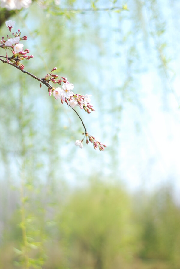 櫻花圖片