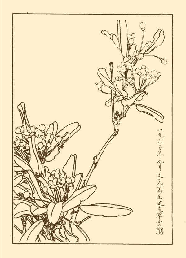 山礬圖片
