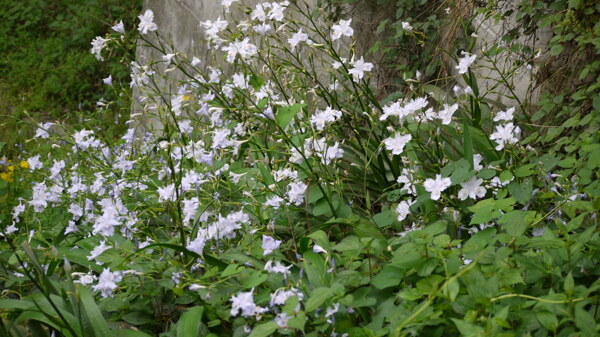 山花圖片