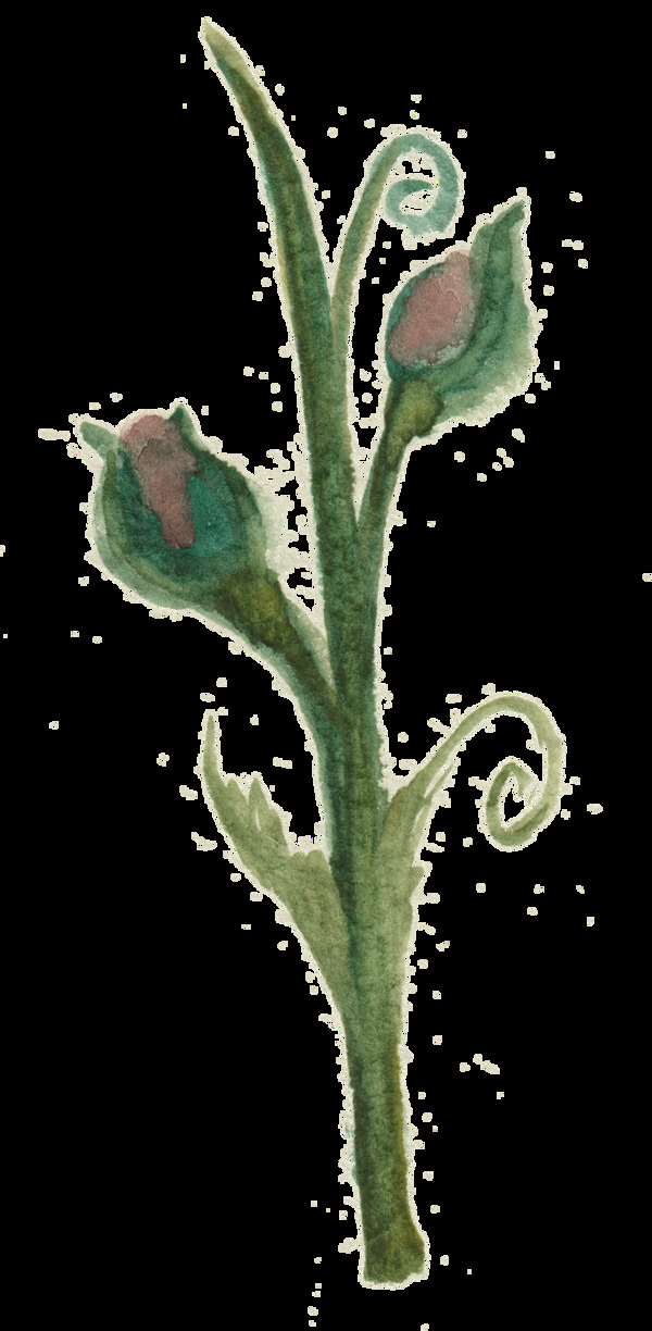 紫黑花束透明裝飾素材