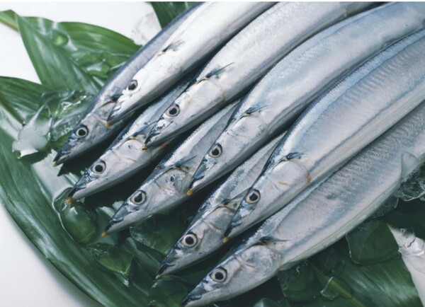 帶魚(yú)圖片