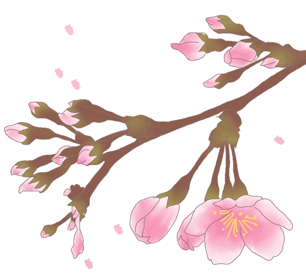 春季含苞待放的樱花