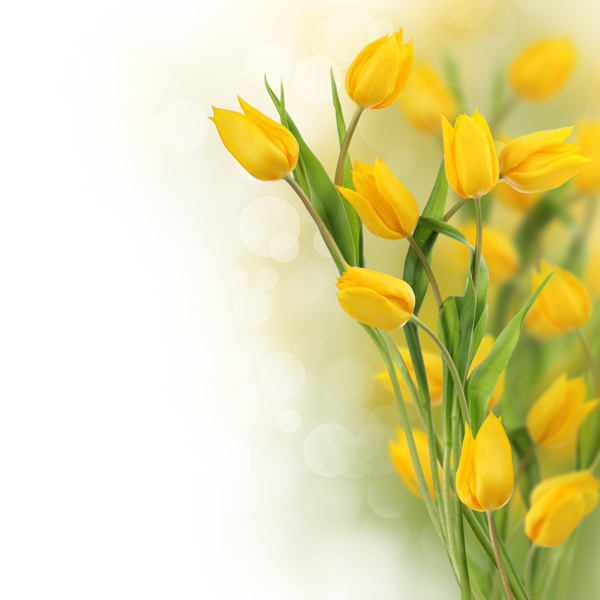 黄色郁金香鲜花图片
