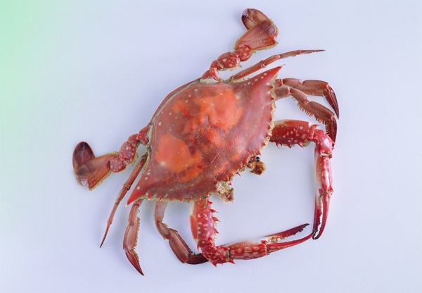 海蟹圖片