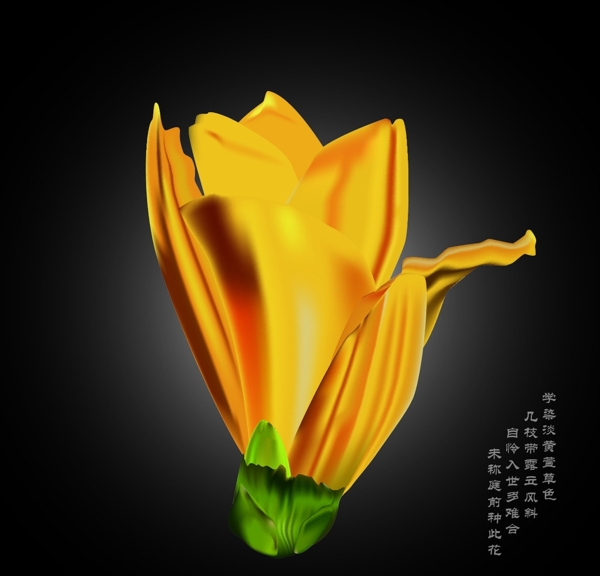 花朵圖片