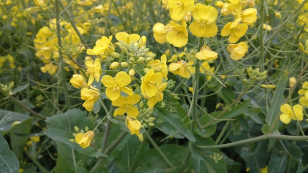 油菜花圖片