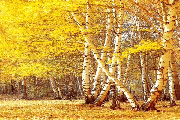 無(wú)框畫(huà)油畫(huà)裝飾畫(huà)圖片