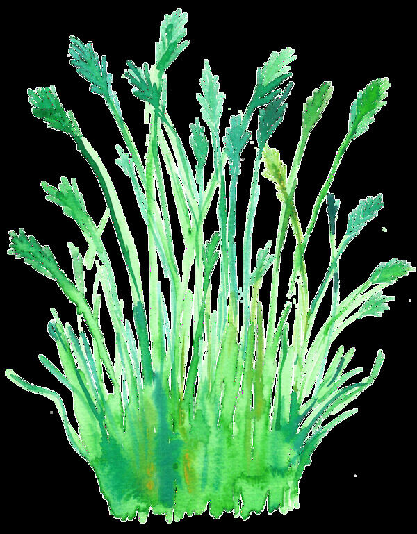 水嫩花枝透明裝飾素材
