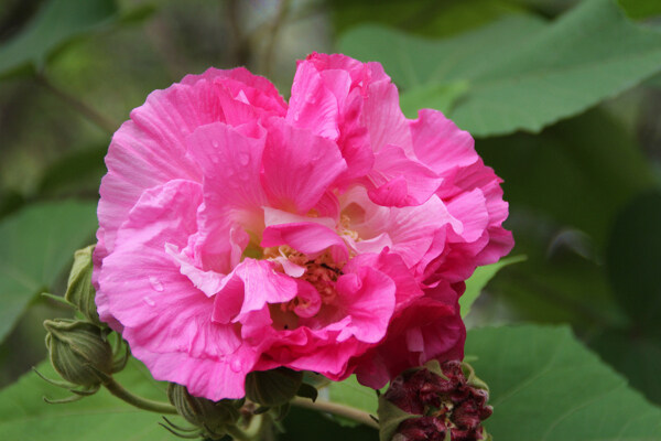 芙蓉花