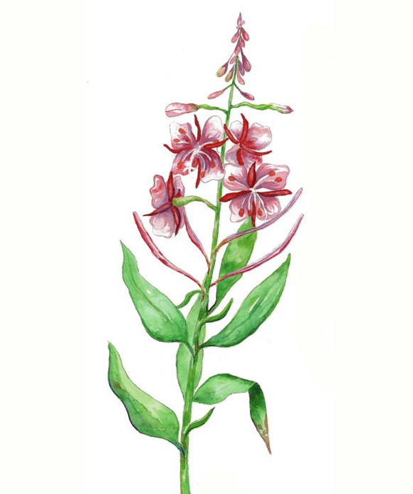 位圖植物寫意花卉花朵野花免費(fèi)素材