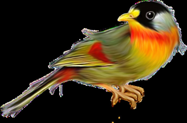彩色羽毛站着休息的鸟免抠png透明素材