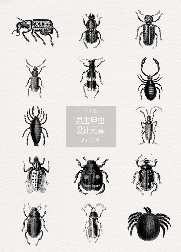 手绘昆虫甲虫设计元素