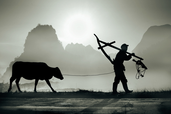 農(nóng)耕清晨圖片