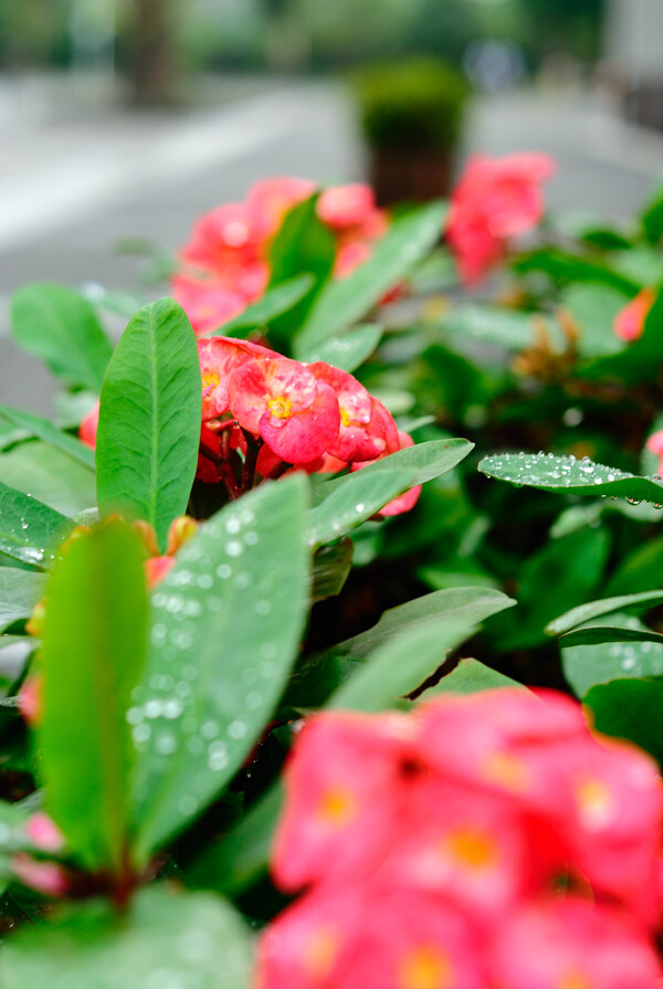 雨后的小花圖片