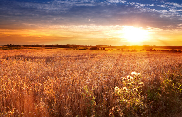 夕阳下的金色田野图片