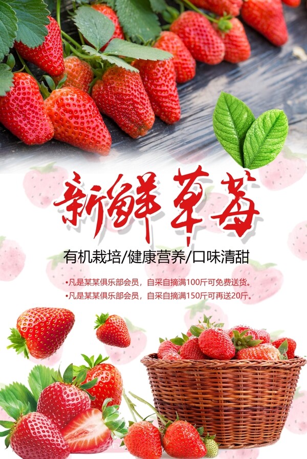 草莓采摘海报设计