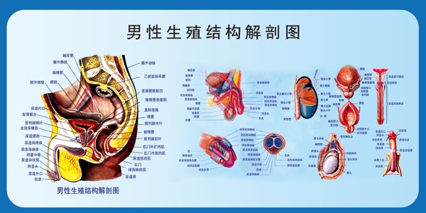 男性生殖结构解剖图图片