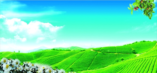 油茶背景