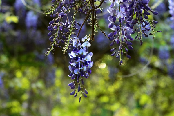 紫藤花图片植物图片花瓣