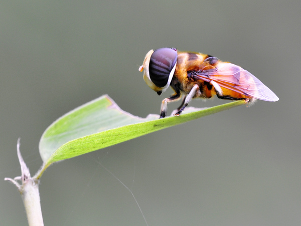 羽芒宽盾食蚜蝇图片