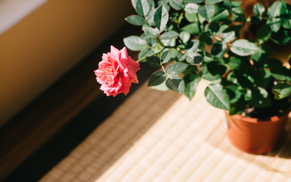 美麗的薔薇